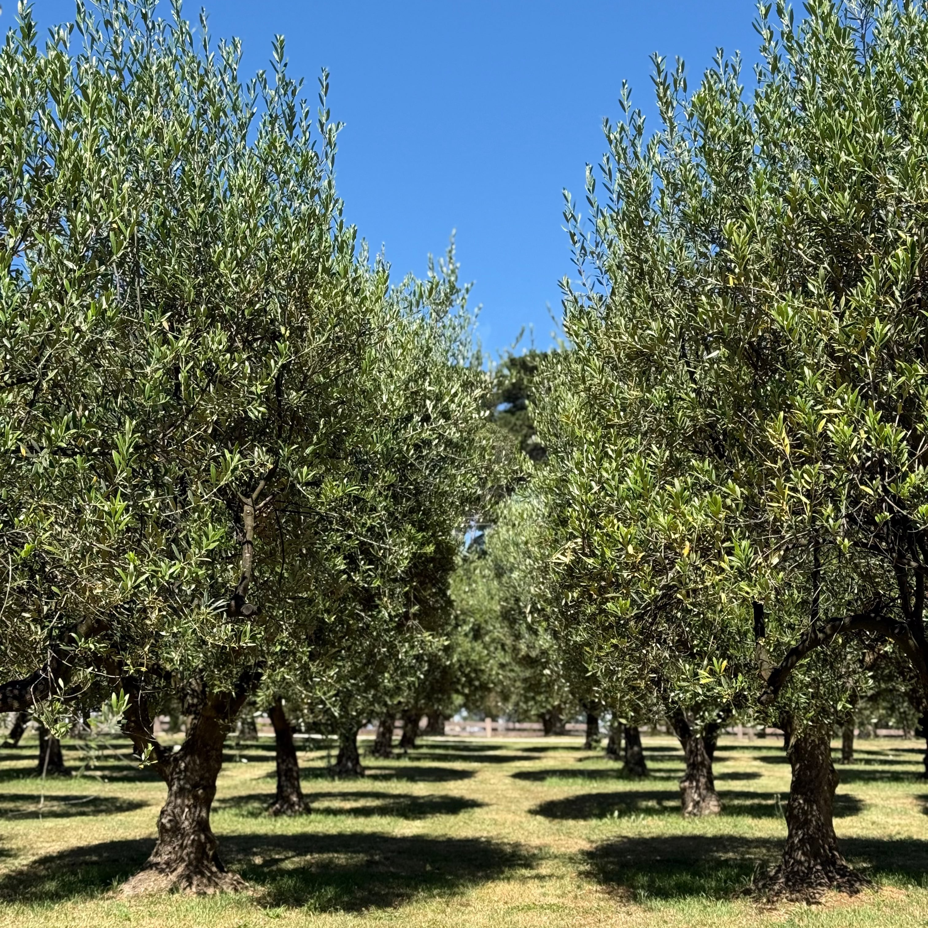 Olive trees in an olive grove